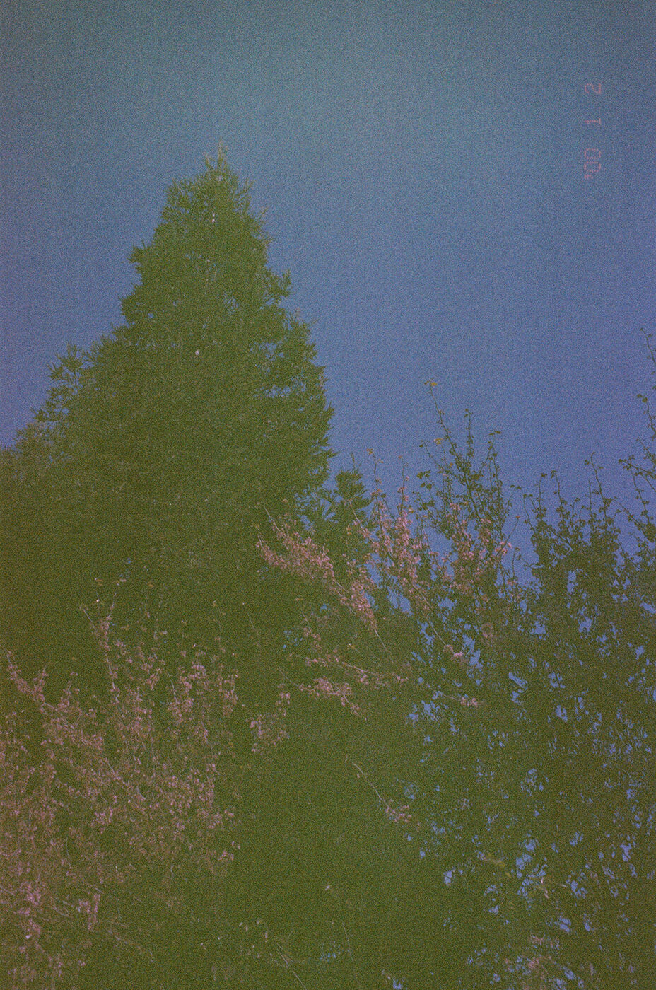 Point and shoot, frame 35 — photograph by Pascale Arahia