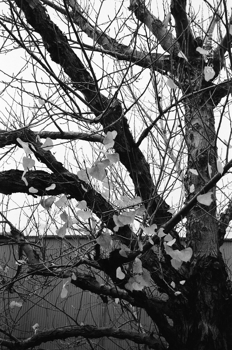 Point and shoot, frame 41 — photograph by Pascale Arahia