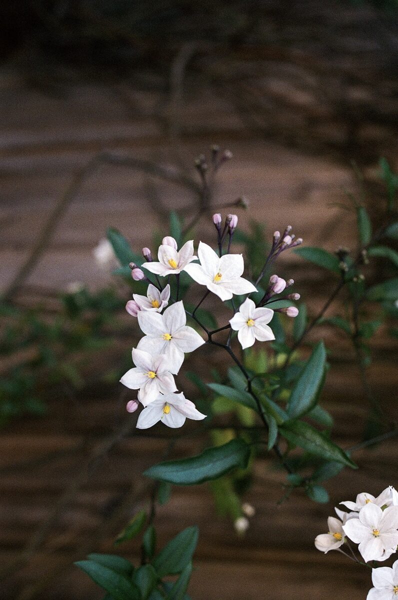 Film photograph from the Velvet Oracle archive